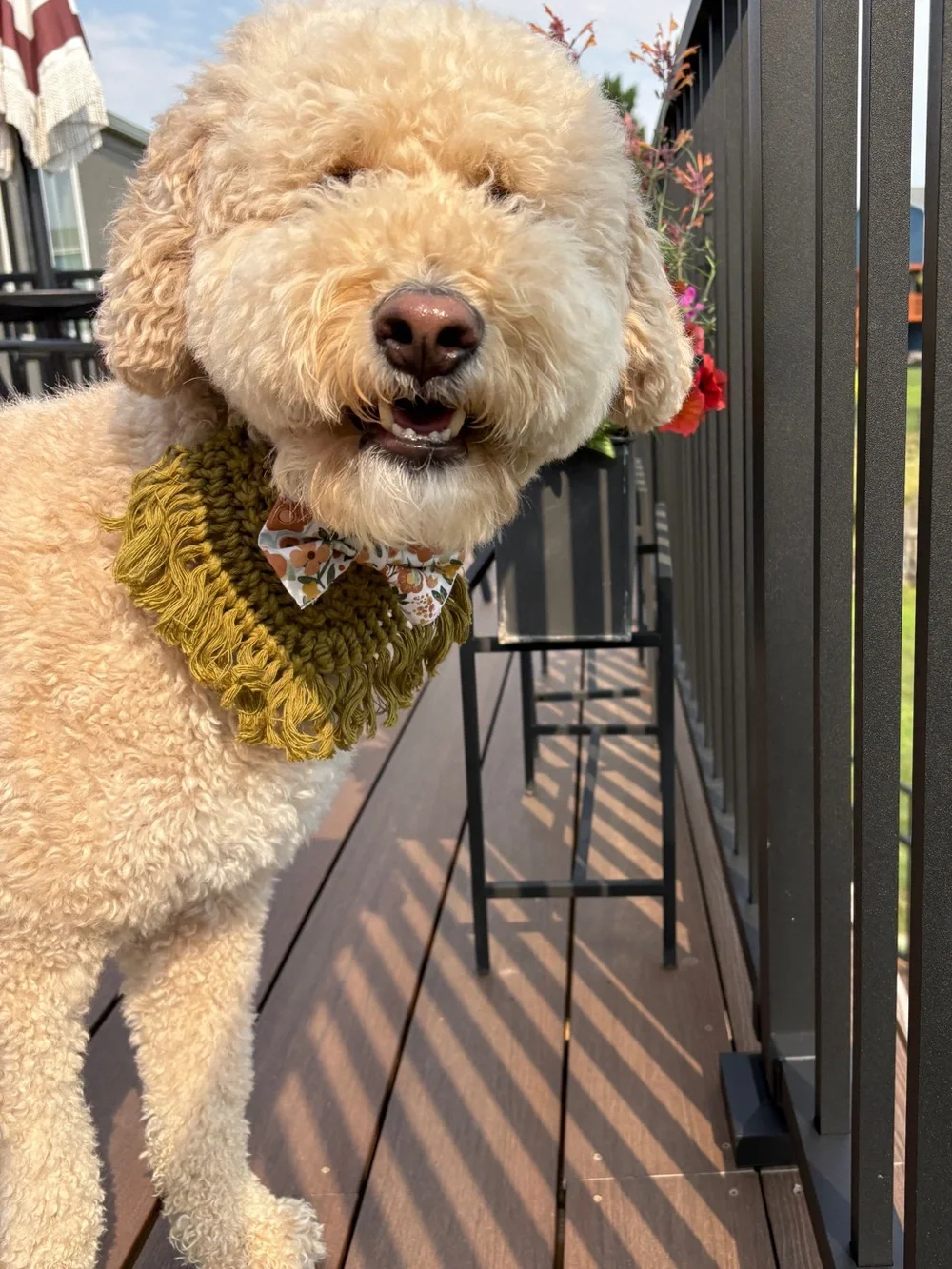 N/A olive dog
